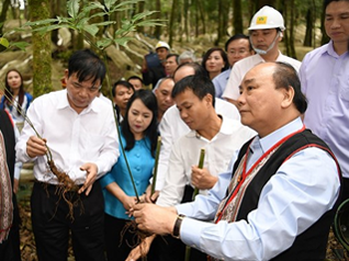Sâm Ngọc Linh: Quốc bảo cần được bảo vệ bởi giải pháp xứng tầm